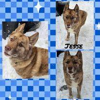 Enlarge Jesse, a Adoptable Dutch Shepherd in Wrightwood, CA image 2/3