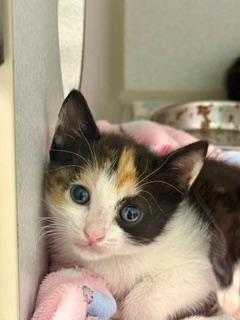 Chai Swirl, adoptable, Kitten Female Domestic Short Hair.