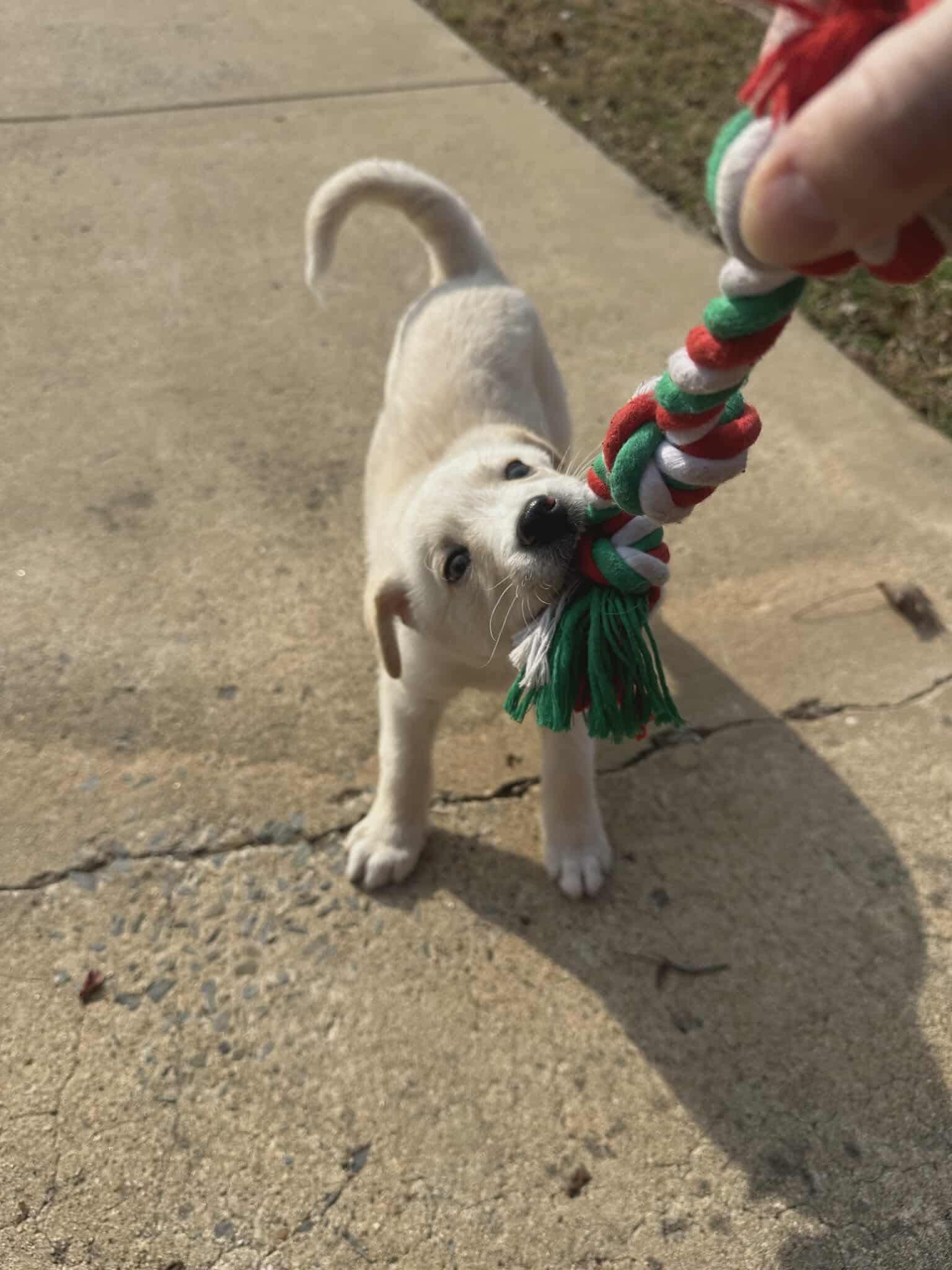 Phoenix, Adoptable, Puppy Male Yellow Labrador Retriever & Anatolian Shepherd.