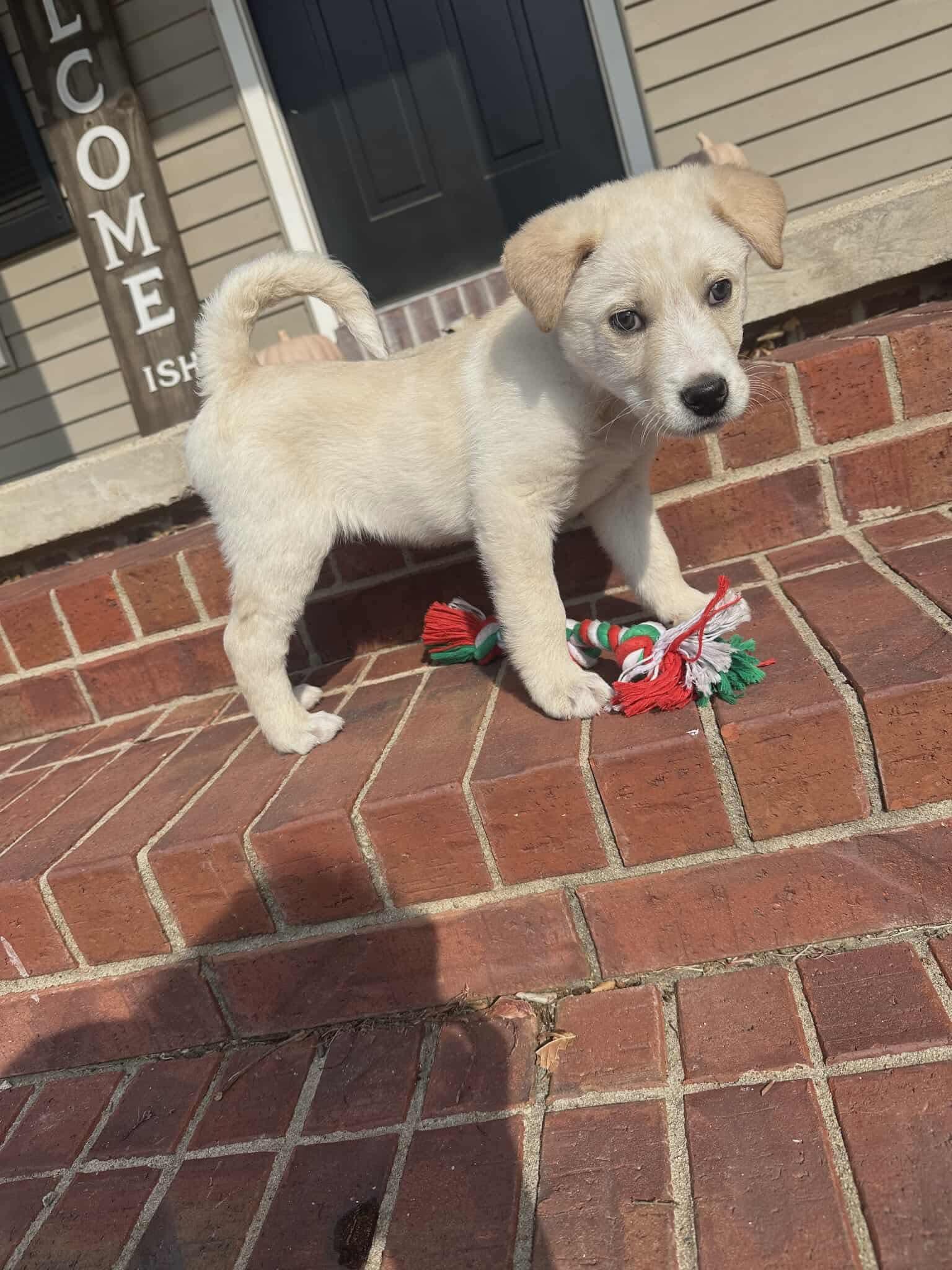 Phoenix, an adopted mixed breed in Norfolk, MA image 2/2