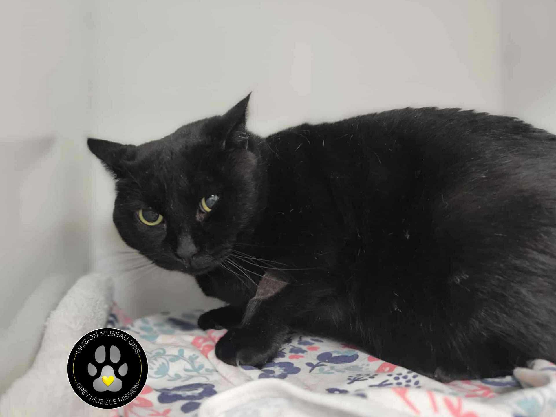 Sushi, Adoptable, Senior Female Domestic Short Hair.