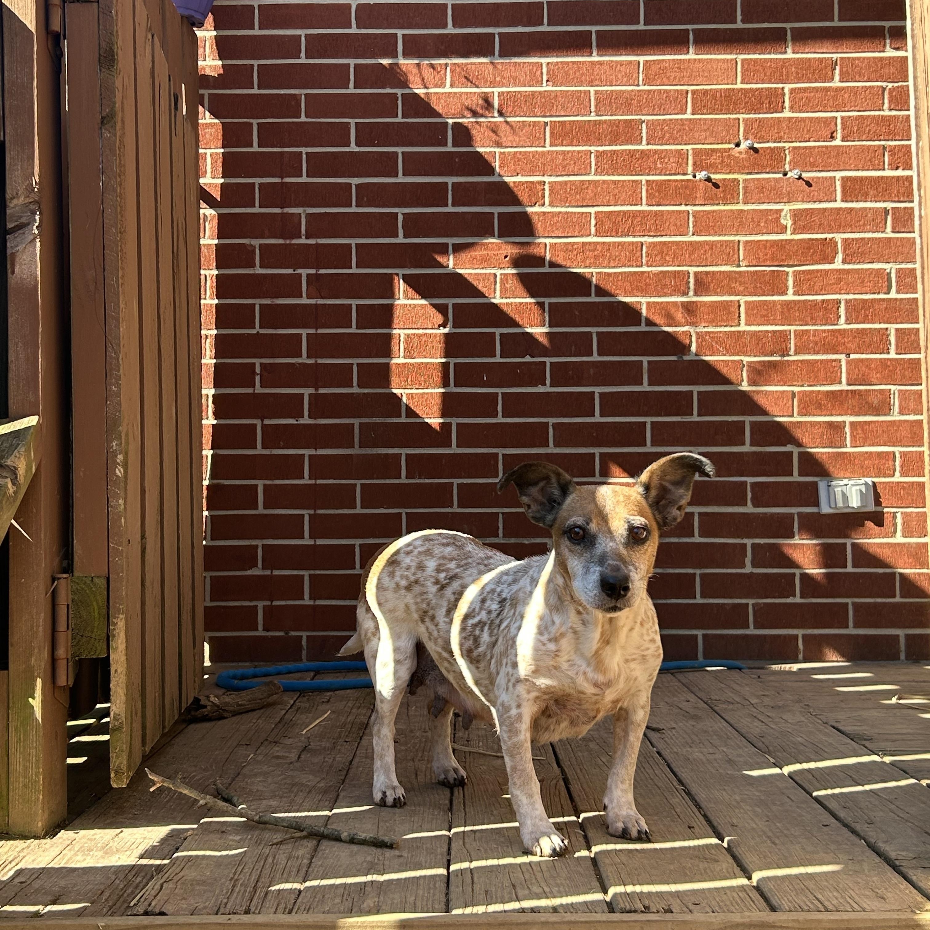 Camilla, a ADOPTABLE mixed breed in Spring hill, TN image 5/5