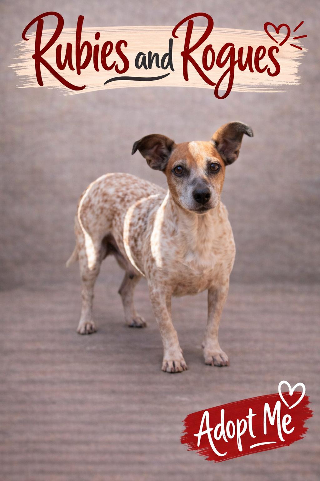 Camilla, ADOPTABLE, Senior Female Jack Russell Terrier.