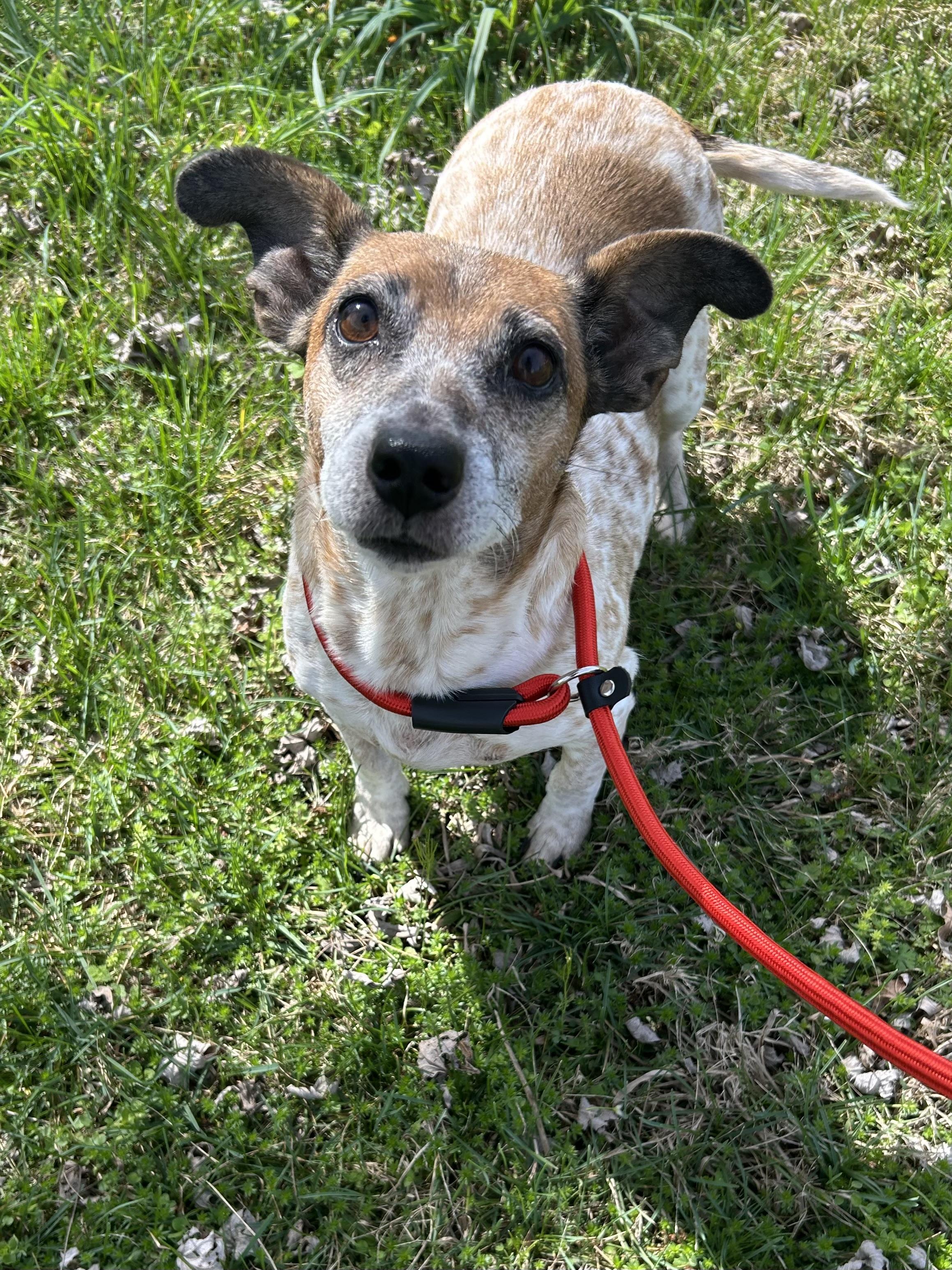 Camilla, ADOPTABLE, Senior Female Jack Russell Terrier.