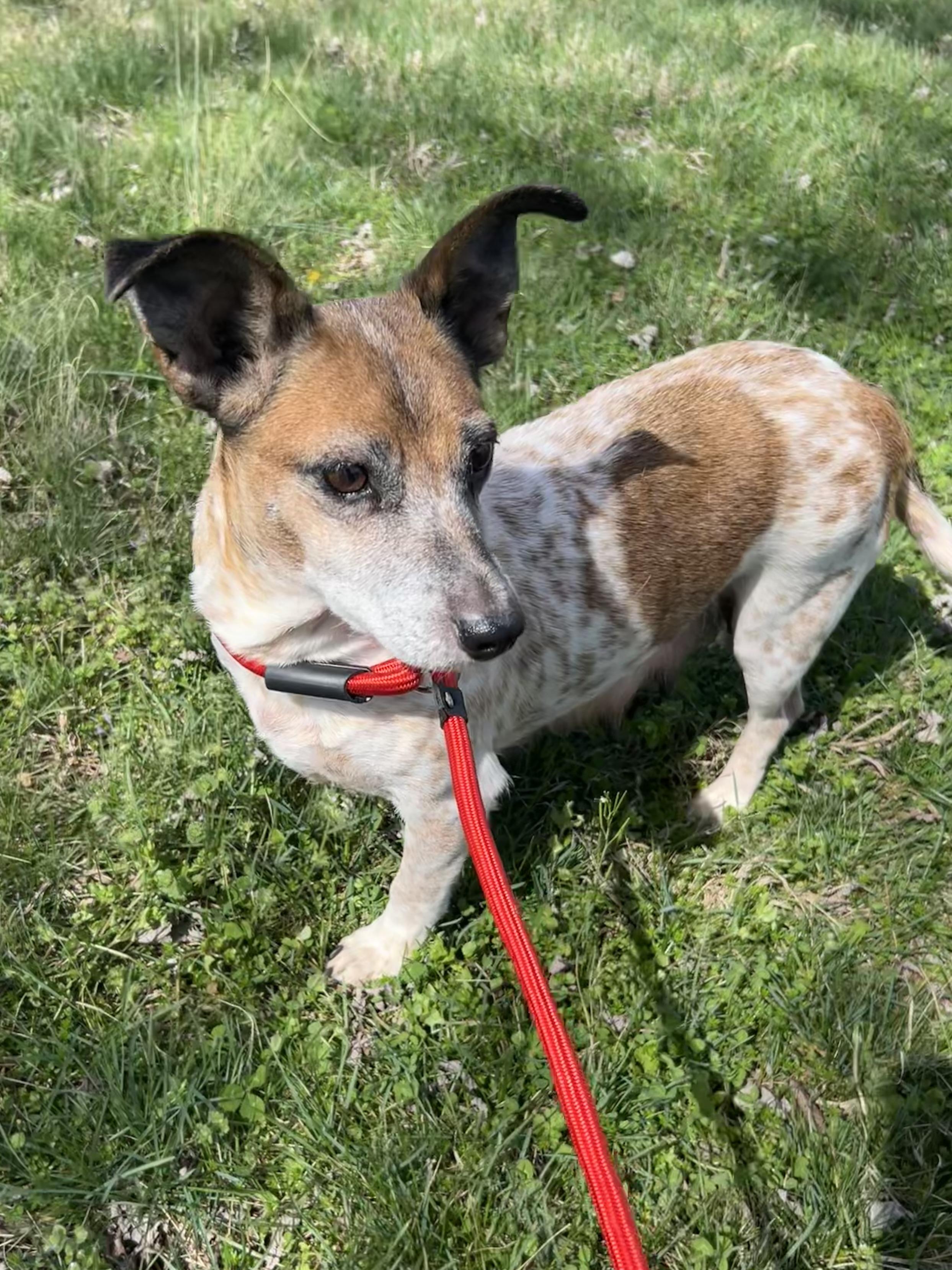 Camilla, a ADOPTABLE mixed breed in Spring hill, TN image 3/5