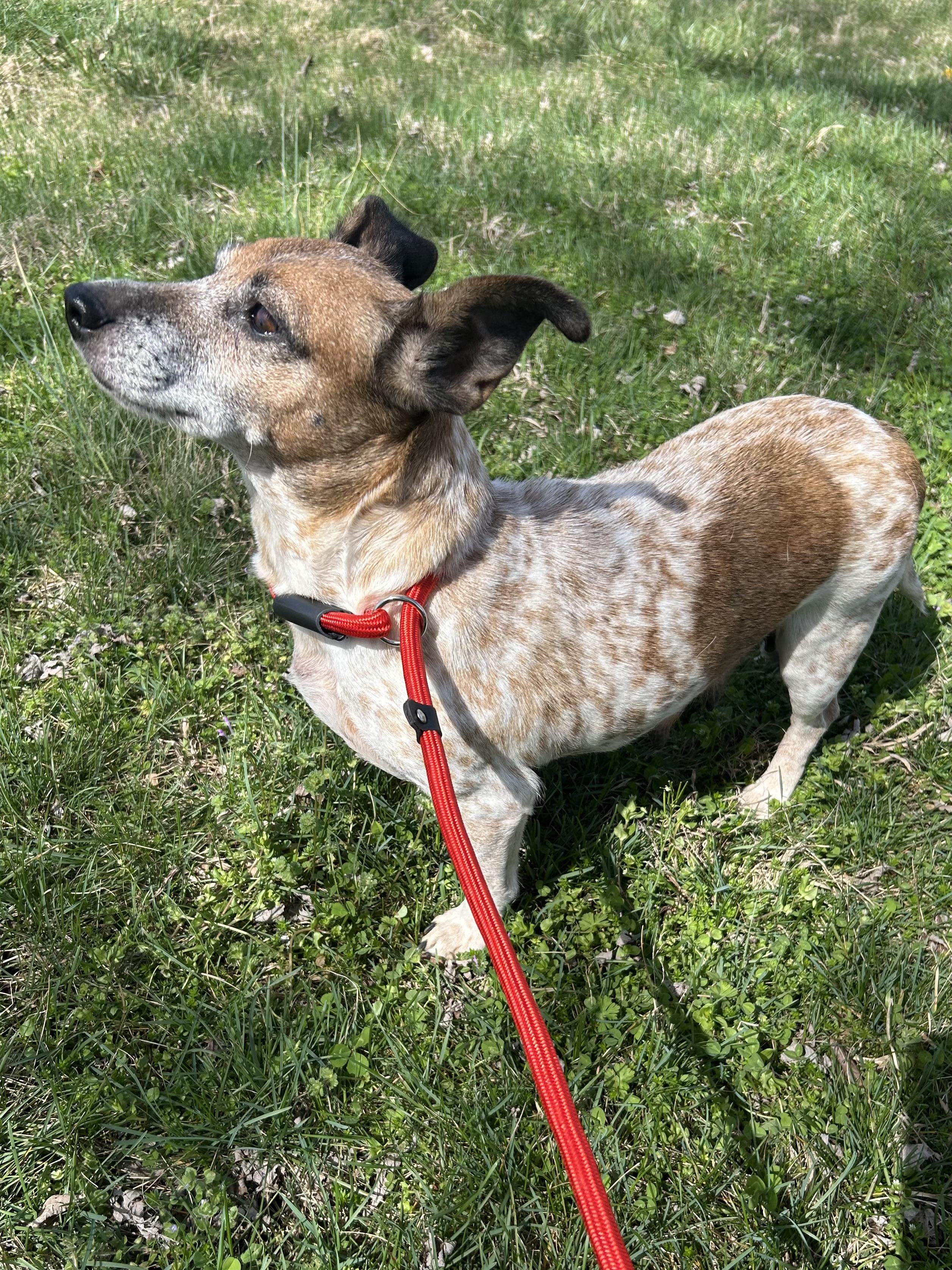 Camilla, a ADOPTABLE mixed breed in Spring hill, TN image 4/5