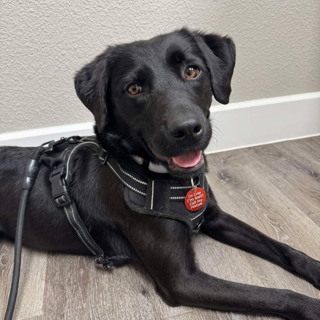 Enlarge Clover, a Adoptable mixed breed in Georgetown, TX image 2/6