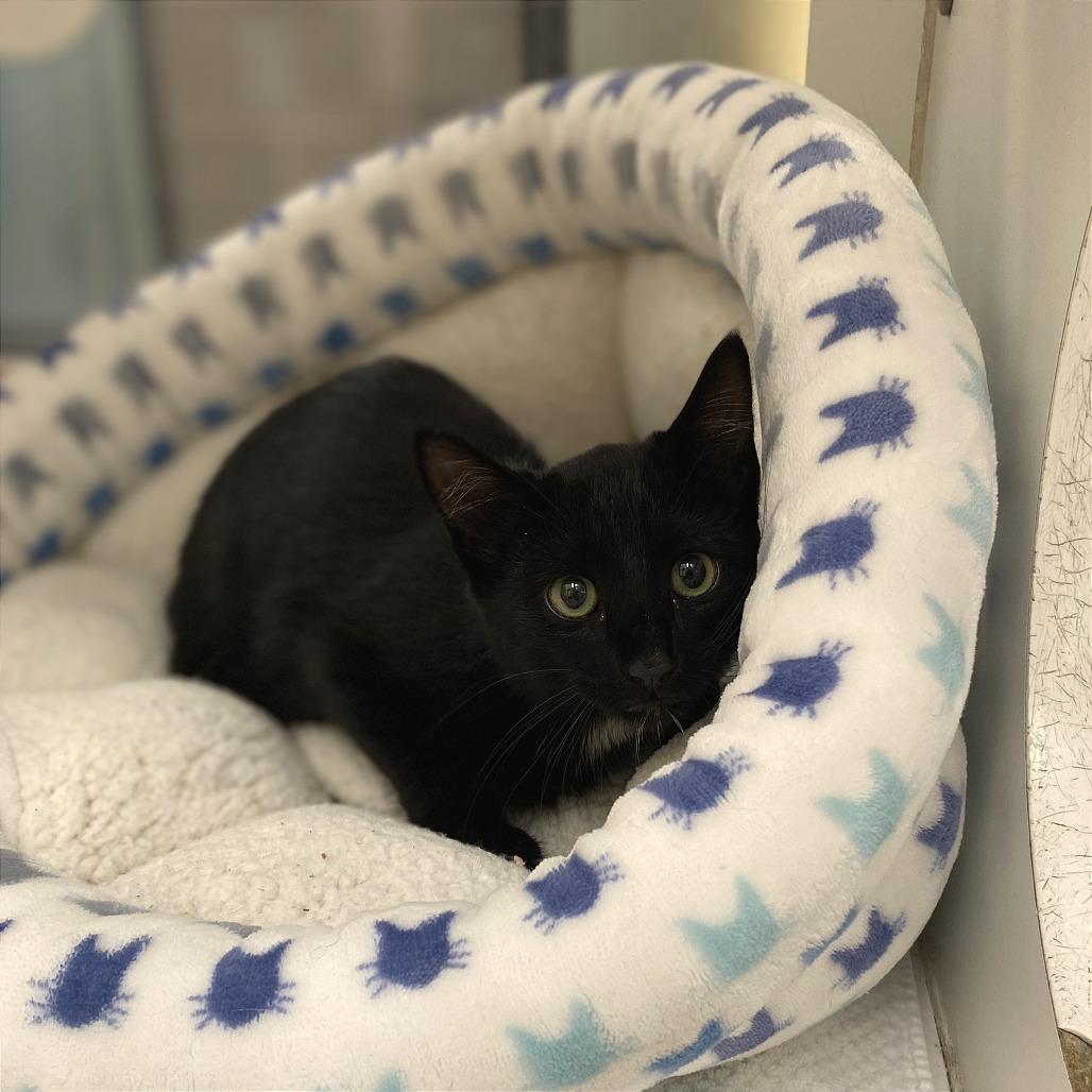 Kerfuffle, Adoptable, Kitten Male Domestic Short Hair.