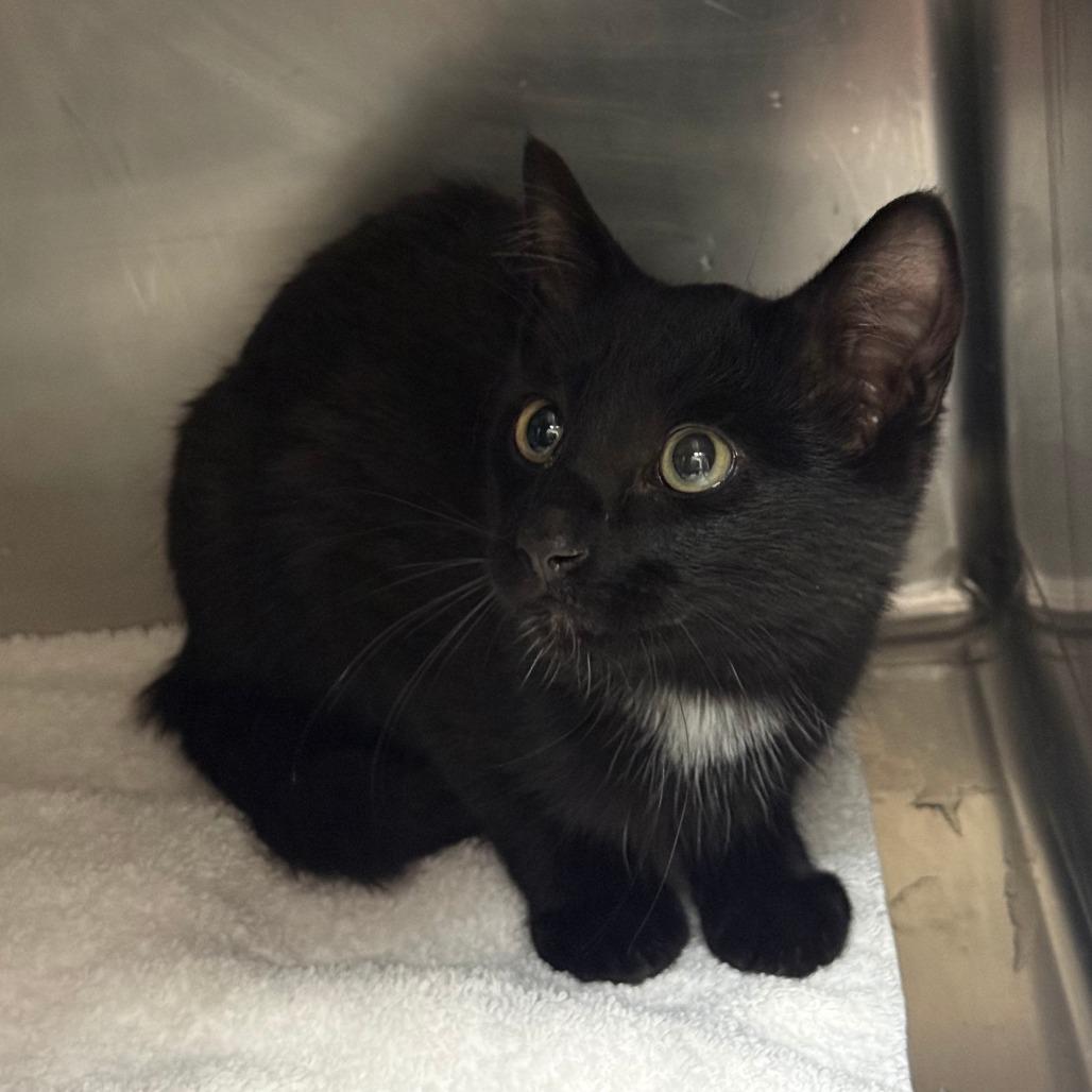Enlarge Kerfuffle, a Adoptable Domestic Short Hair in Cheyenne, WY image 2/6