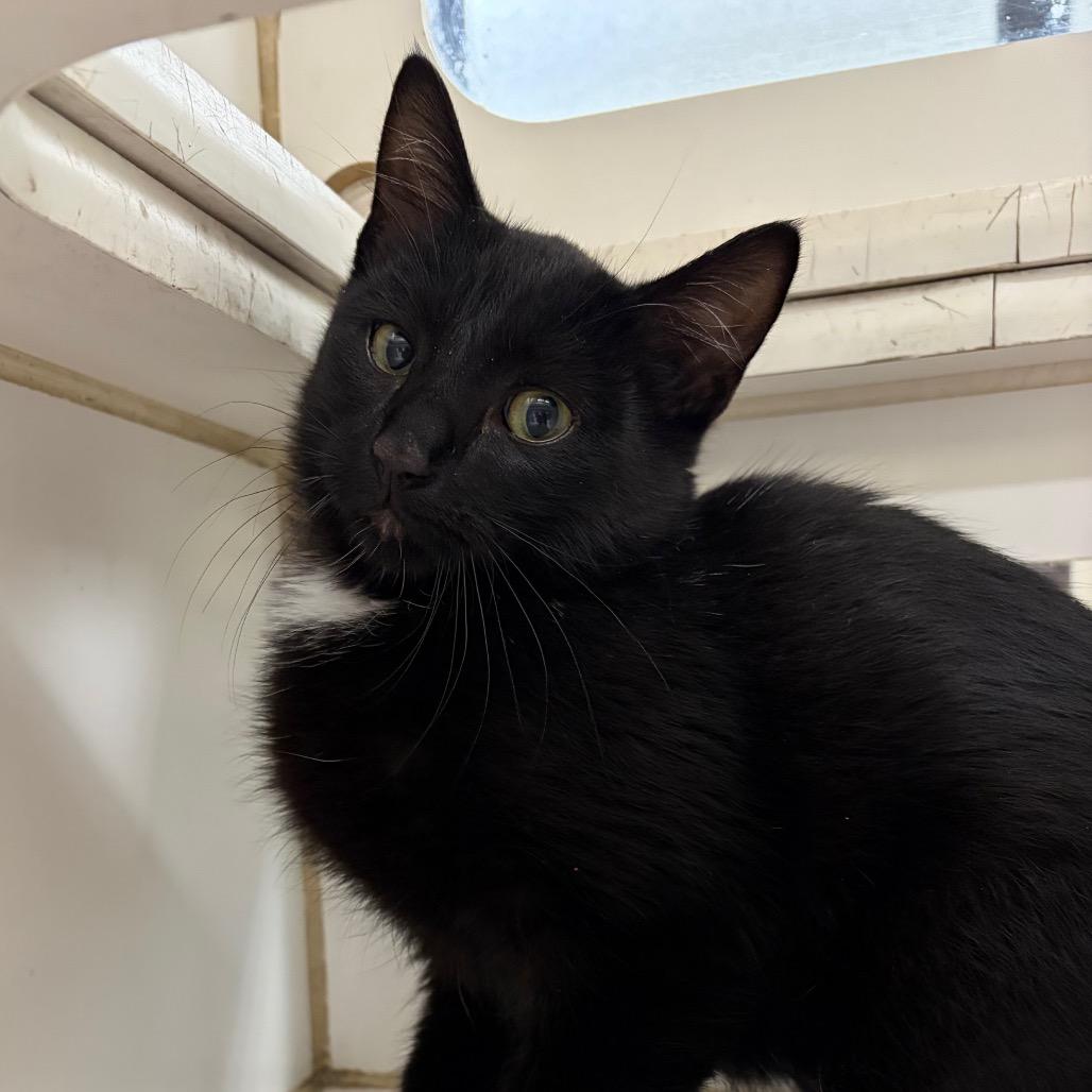 Enlarge Kerfuffle, a Adoptable Domestic Short Hair in Cheyenne, WY image 3/6
