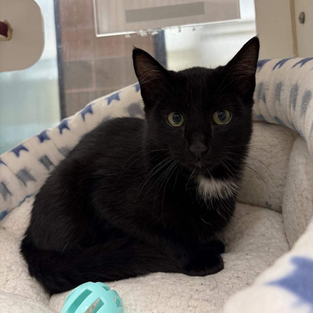 Enlarge Kerfuffle, a Adoptable Domestic Short Hair in Cheyenne, WY image 4/6