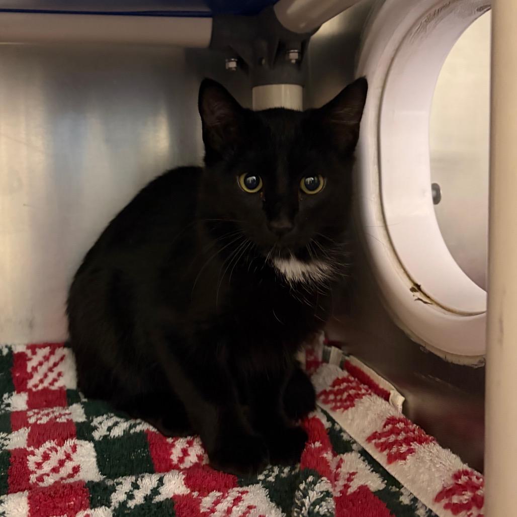 Enlarge Kerfuffle, a Adoptable Domestic Short Hair in Cheyenne, WY image 5/6
