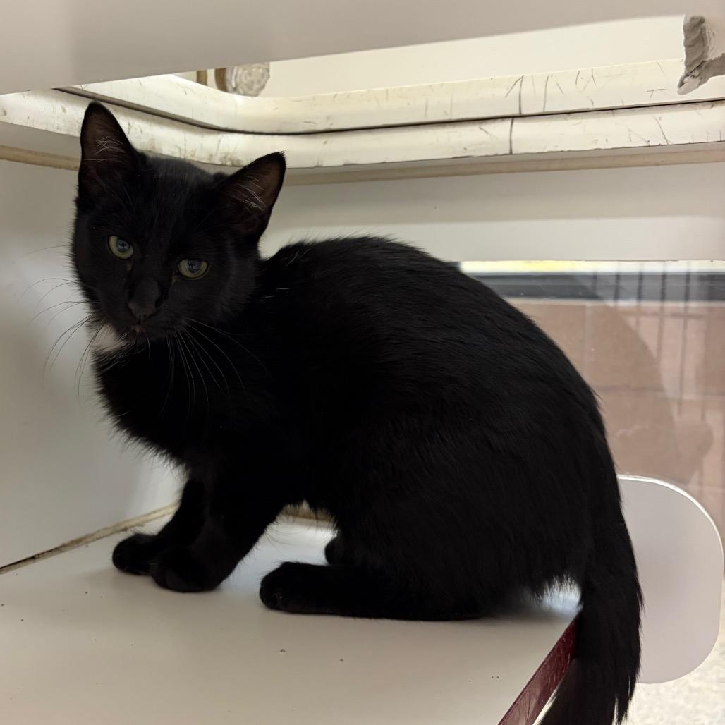 Enlarge Kerfuffle, a Adoptable Domestic Short Hair in Cheyenne, WY image 6/6