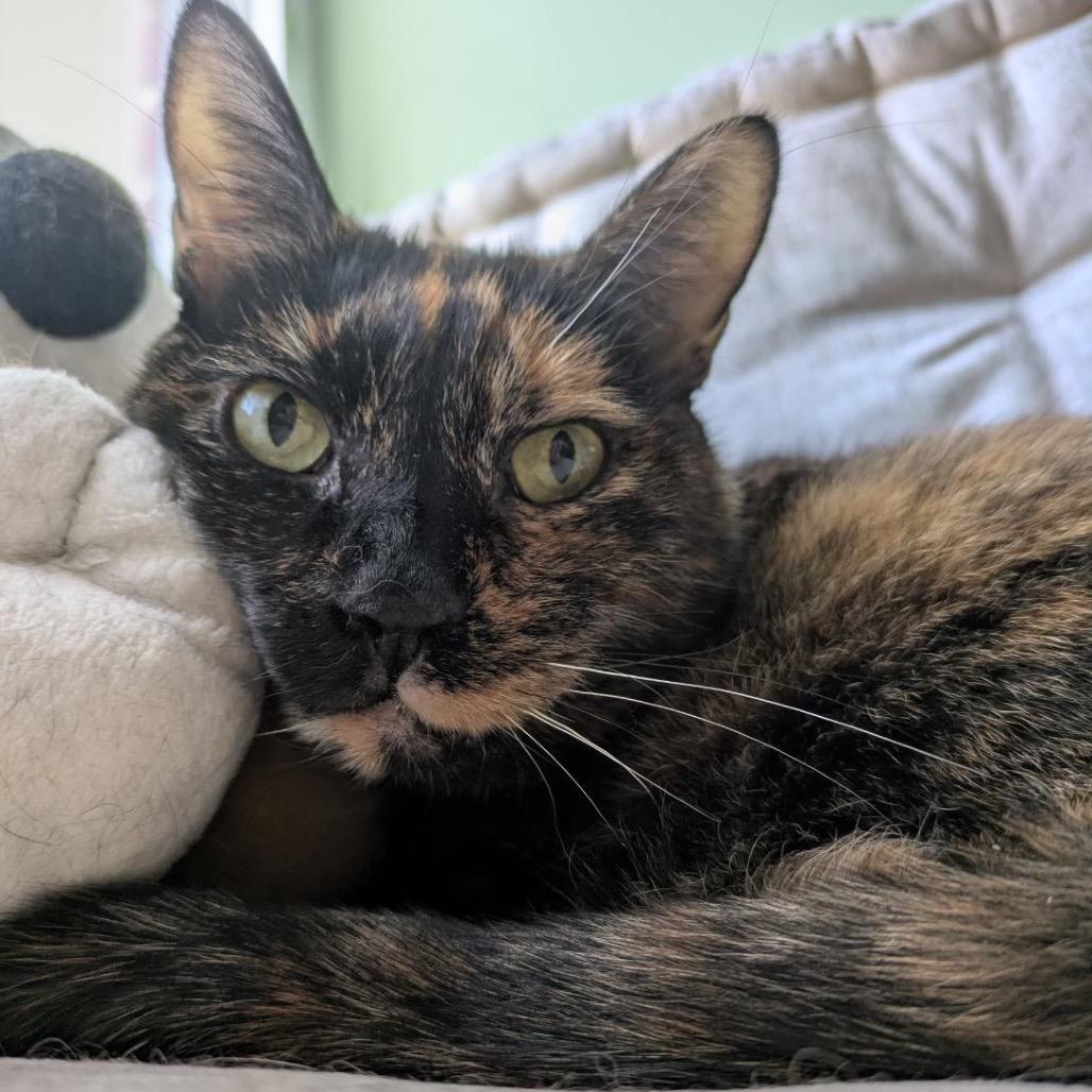 Enlarge Marcie, a Adoptable mixed breed in Wantagh, NY image 2/4