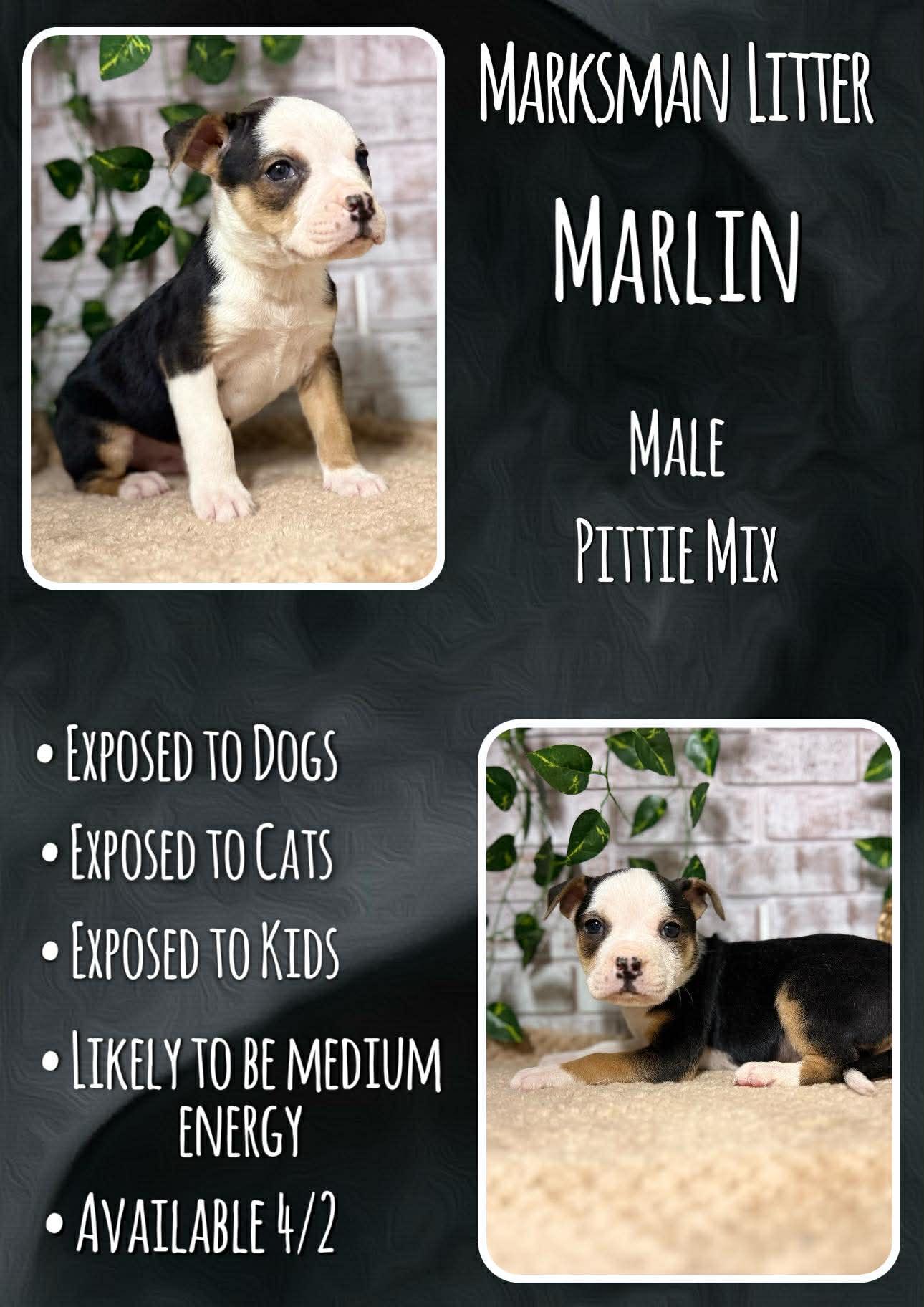 Enlarge Marlin - Marksman, a Adoptable Pit Bull Terrier in Jacksonville, NC image 1/1