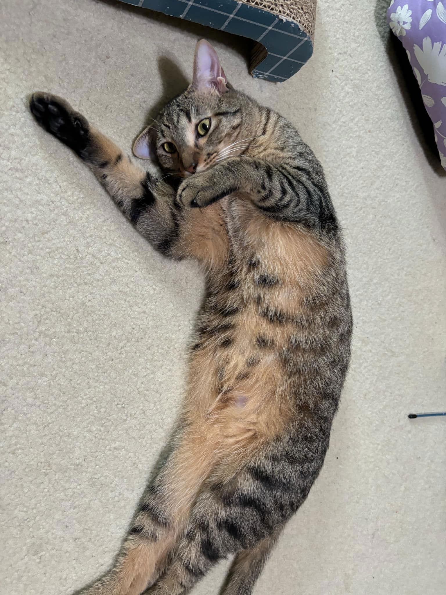 Cannon, a Adoptable mixed breed in MONTGOMERY, TX image 3/5