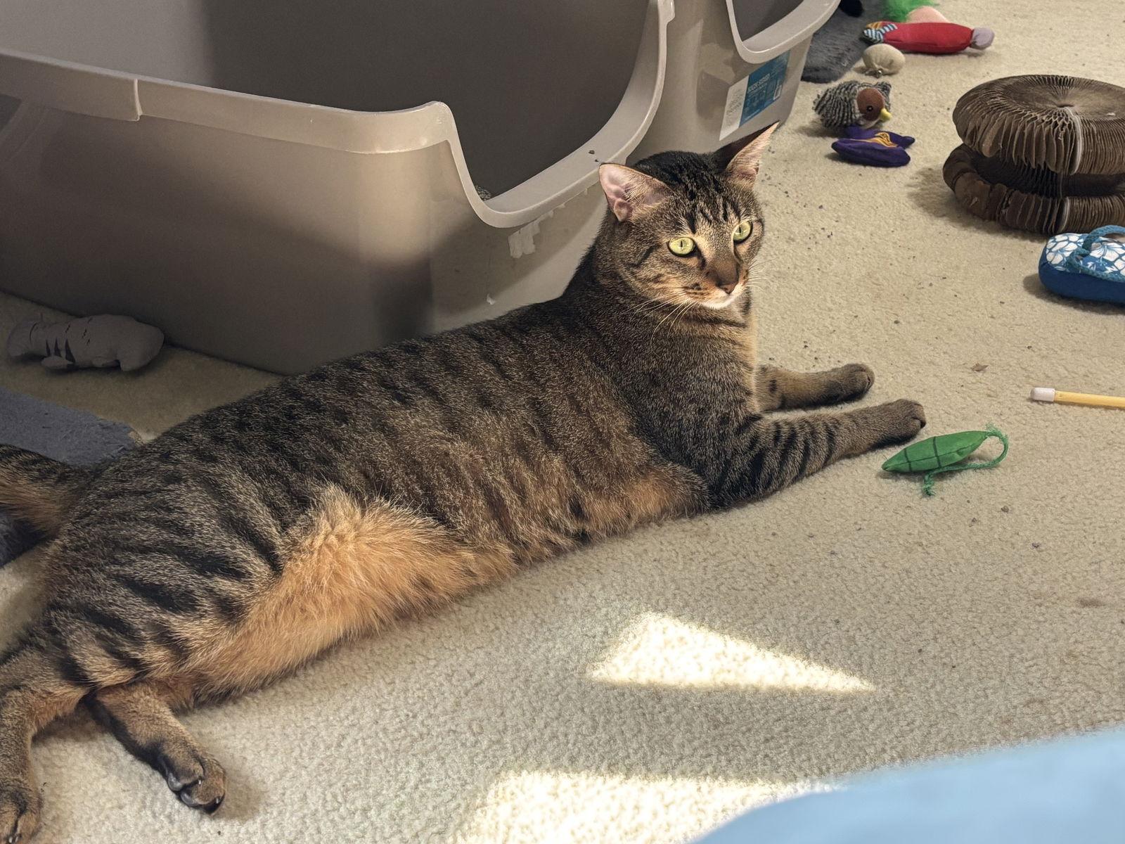 Enlarge Cannon, a Adoptable mixed breed in MONTGOMERY, TX image 3/5