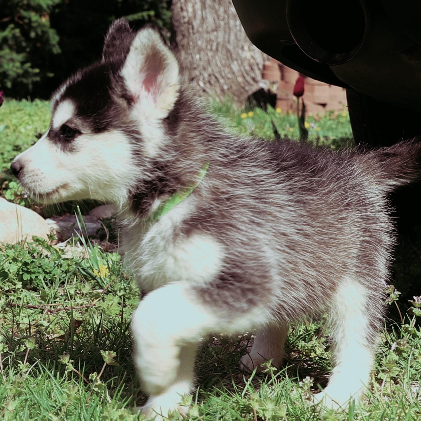 Carter photo 2