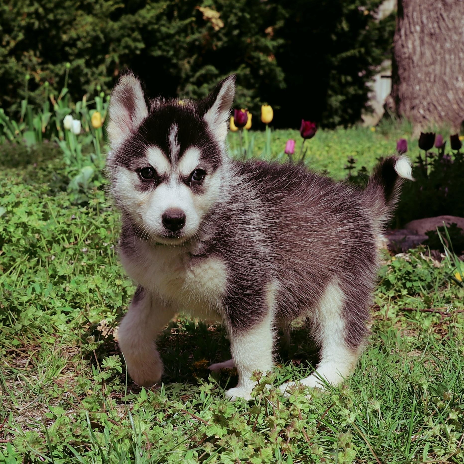 Carter, Baby Male Siberian Husky