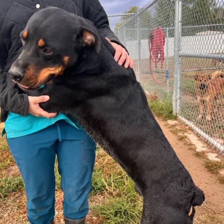 Bruiser , Adult Male Rottweiler