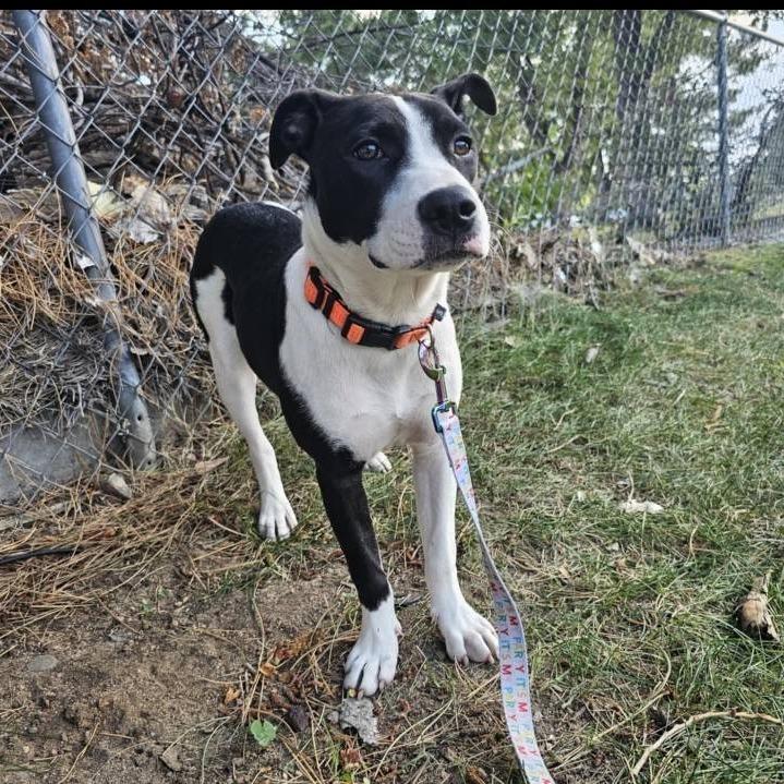 Enlarge Cashmere, a Adoptable mixed breed in Colorado Springs, CO image 1/1