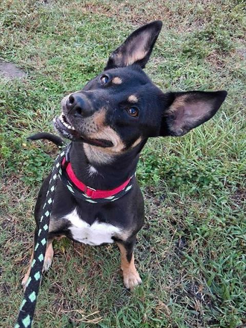 MARGO, Adoptable, Adult Female Mixed Breed.