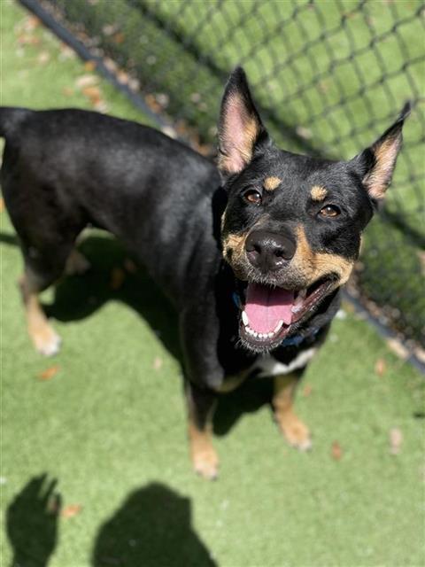 Enlarge MARGO, a Adoptable Mixed Breed in Palmetto, FL image 3/3