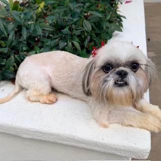 Enlarge FIORI, a Adopted Shih Tzu in Santa Monica, CA image 3/3