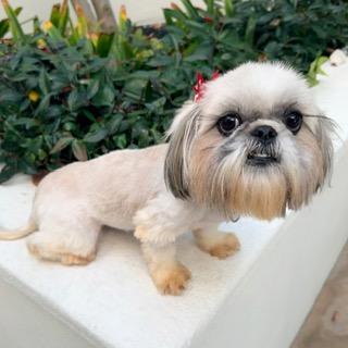 FIORI, Adopted, Adult Female Shih Tzu.
