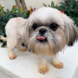 Enlarge FIORI, a Adopted Shih Tzu in Santa Monica, CA image 2/3