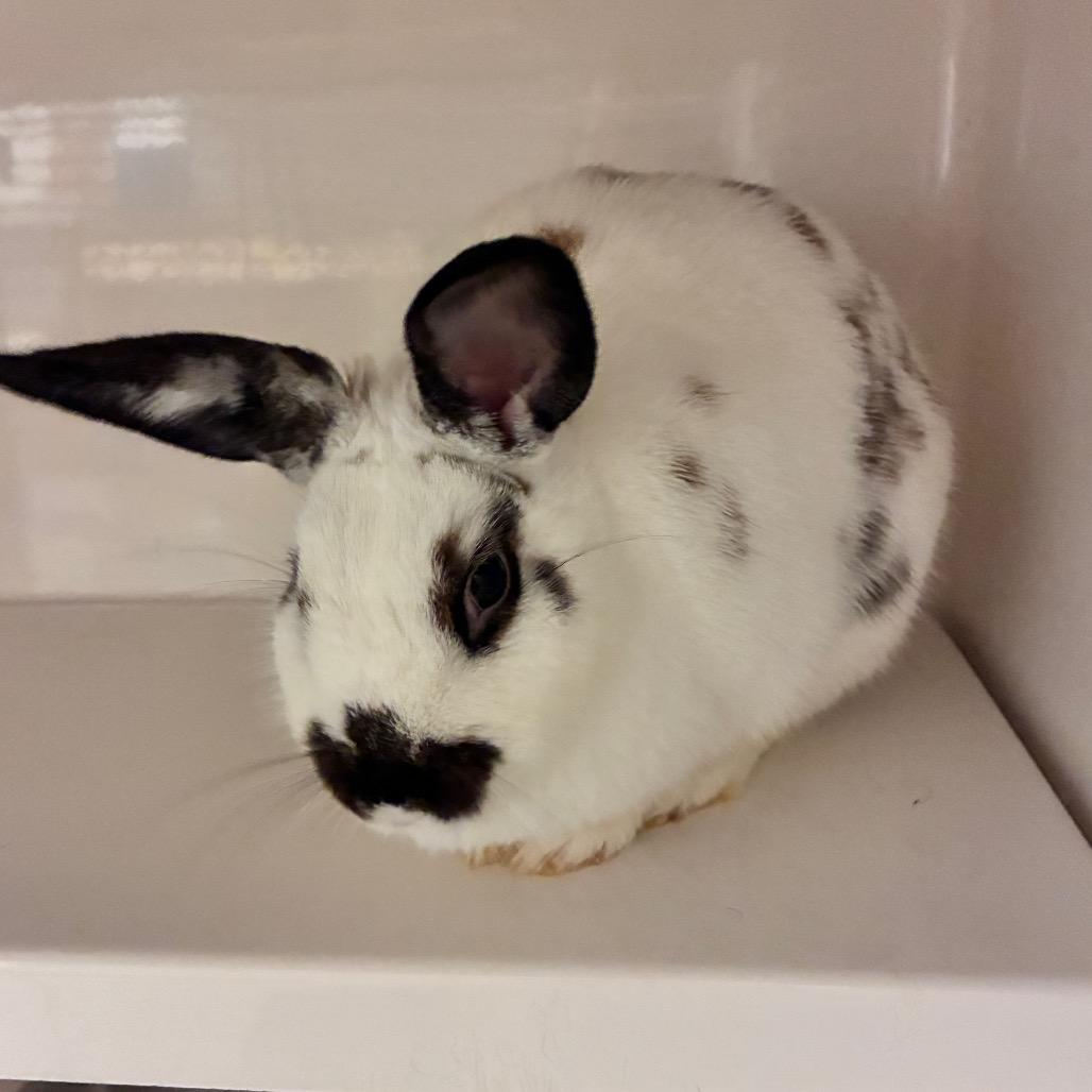 Enlarge Yuki, a Adoptable Dutch in Dayton, OH image 1/4