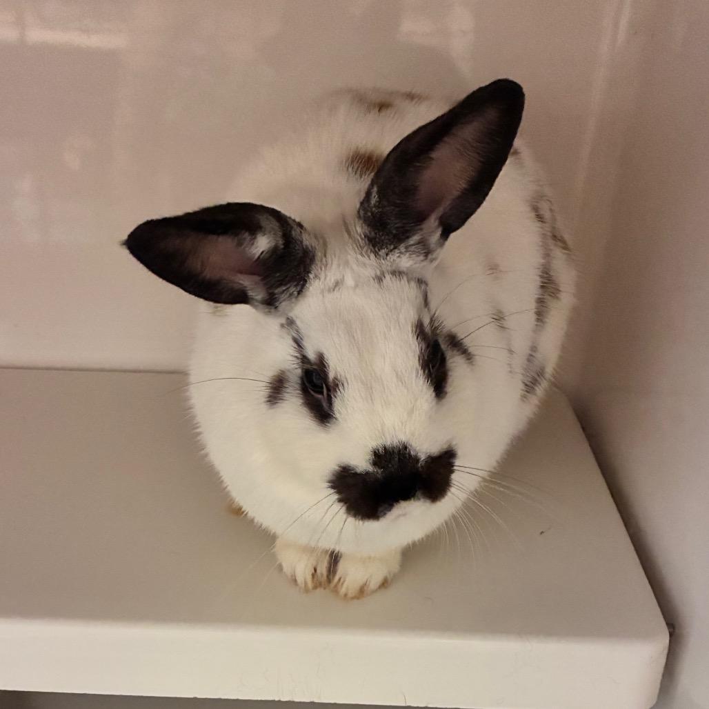 Enlarge Yuki, a Adoptable Dutch in Dayton, OH image 2/4