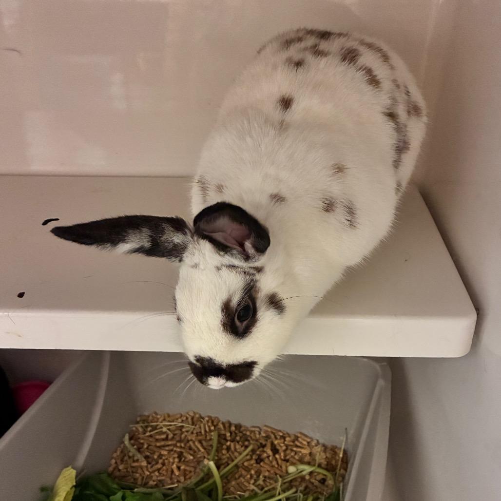 Enlarge Yuki, a Adoptable Dutch in Dayton, OH image 3/4