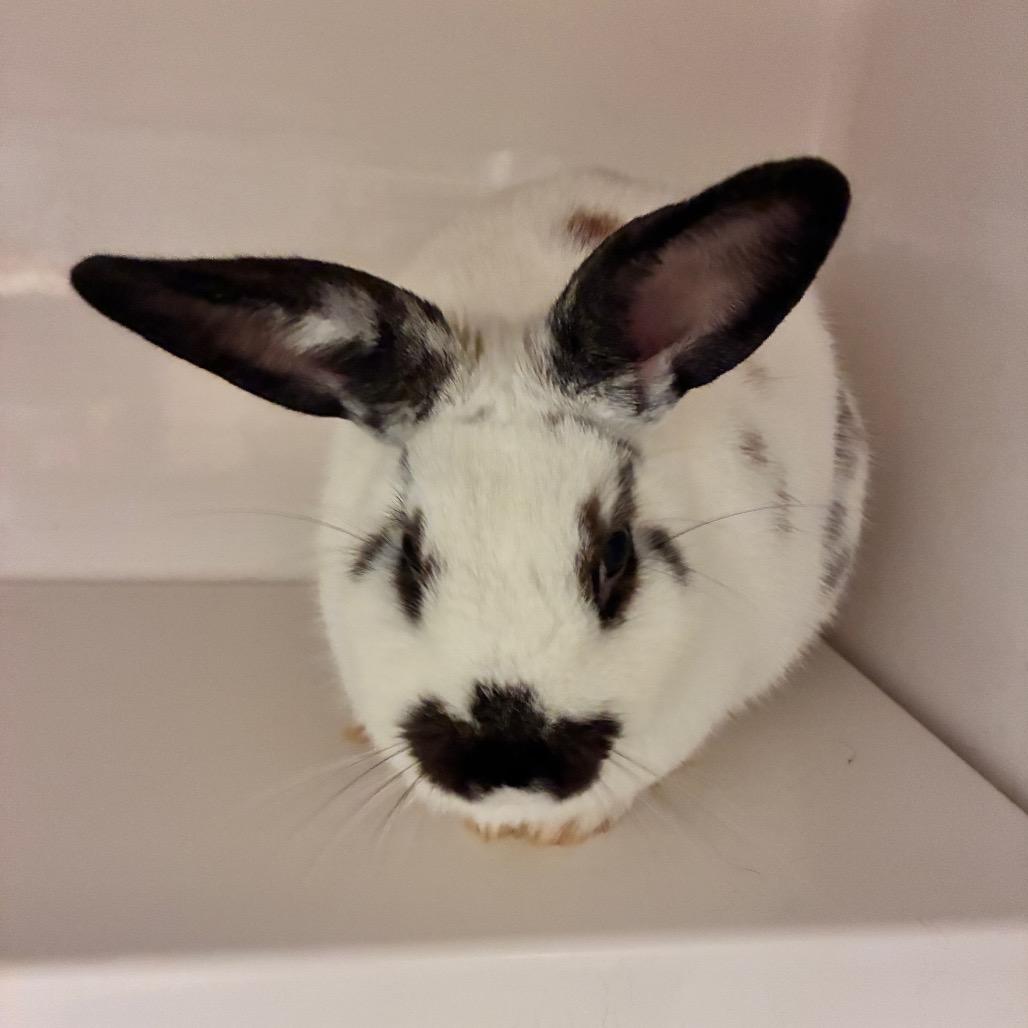 Enlarge Yuki, a Adoptable Dutch in Dayton, OH image 4/4