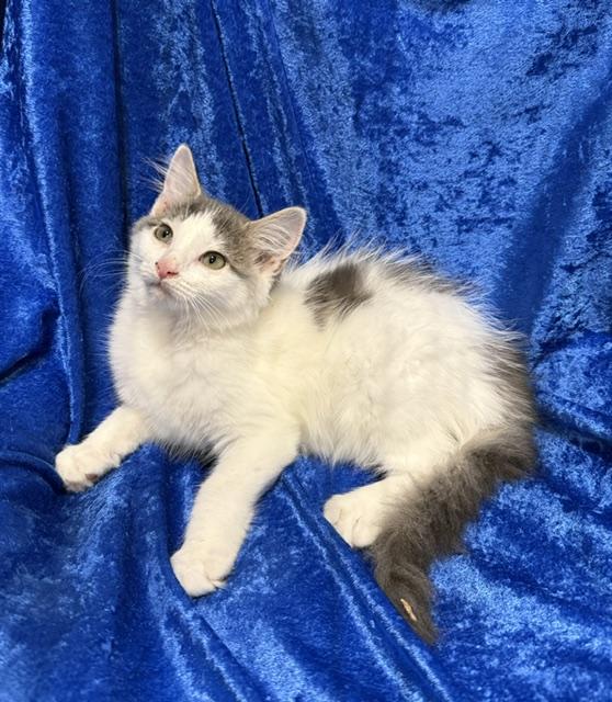 Sparkle, Adoptable, Kitten Female Ragamuffin & Maine Coon.