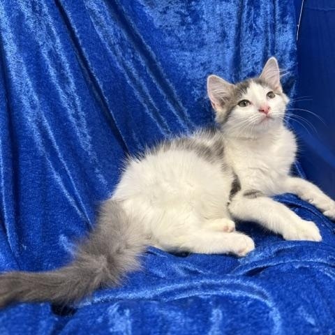Enlarge Sparkle, a Adoptable mixed breed in Gainesville, FL image 2/3