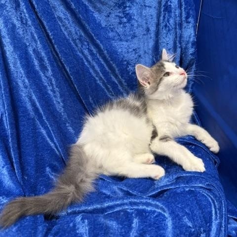 Enlarge Sparkle, a Adoptable mixed breed in Gainesville, FL image 3/3