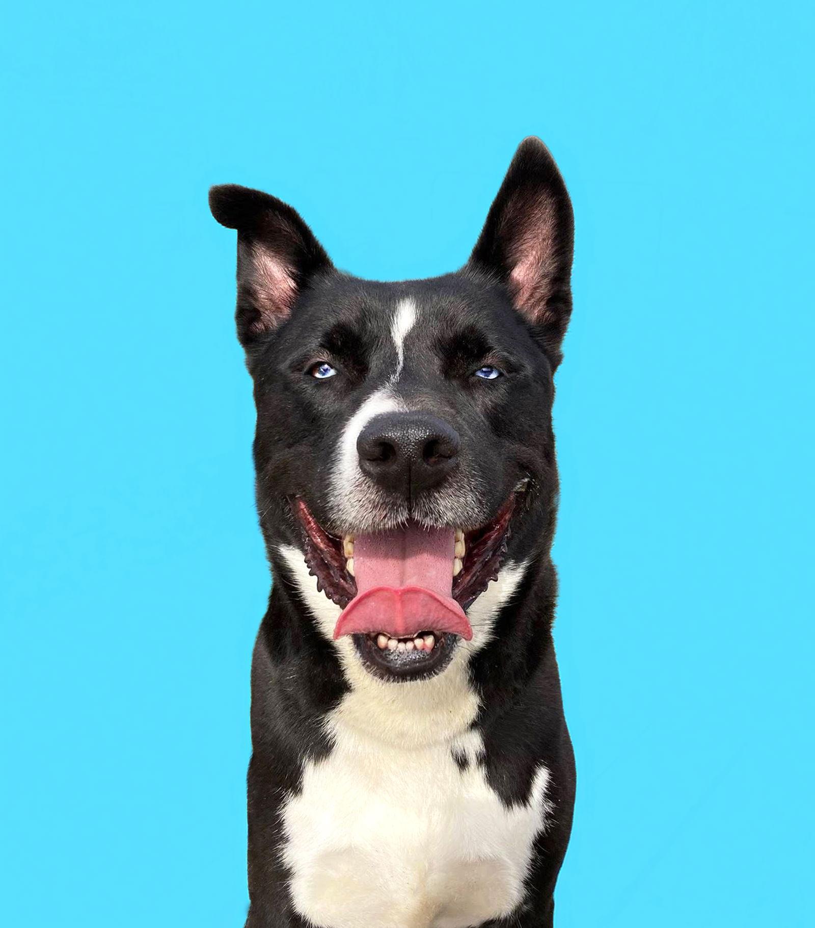 Enlarge Rocky, a Adoptable mixed breed in Coatesville, PA image 1/3