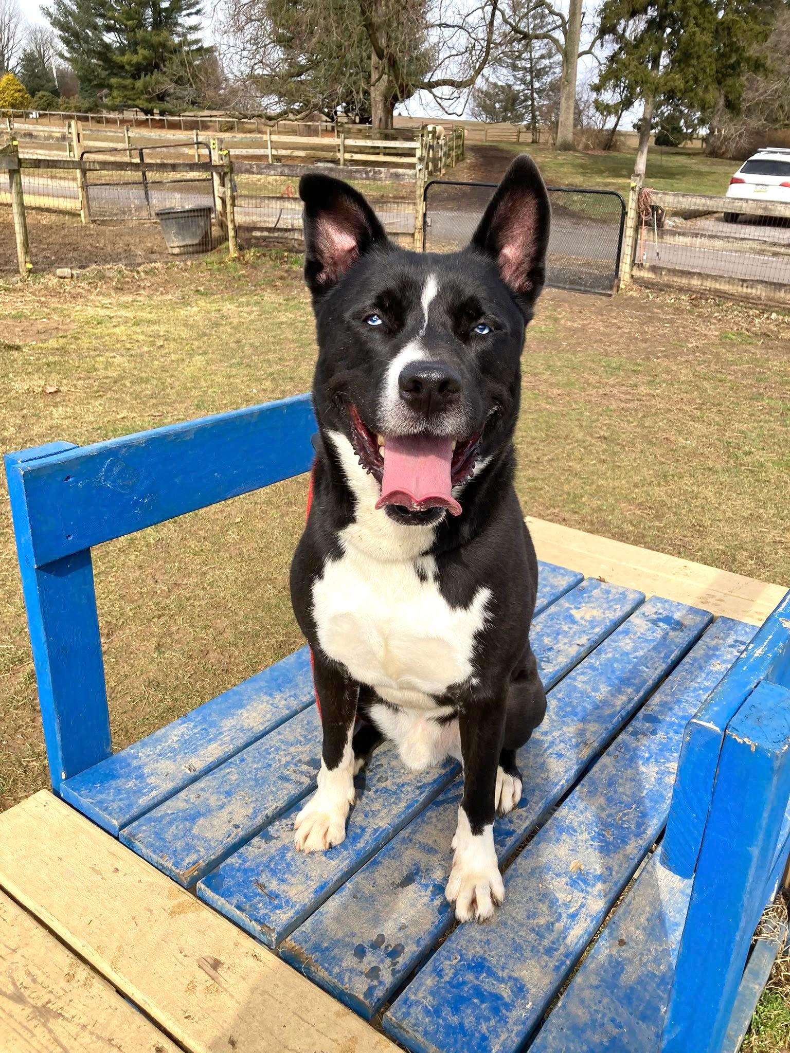 Enlarge Rocky, a Adoptable mixed breed in Coatesville, PA image 2/3