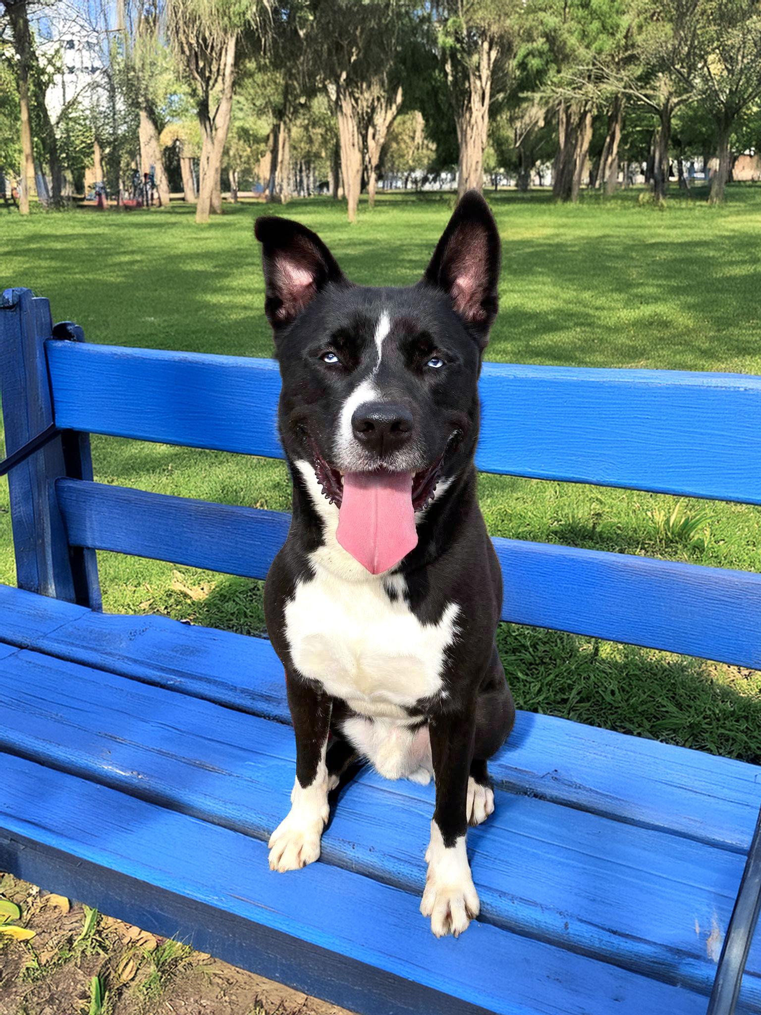 Enlarge Rocky, a Adoptable mixed breed in Coatesville, PA image 3/3