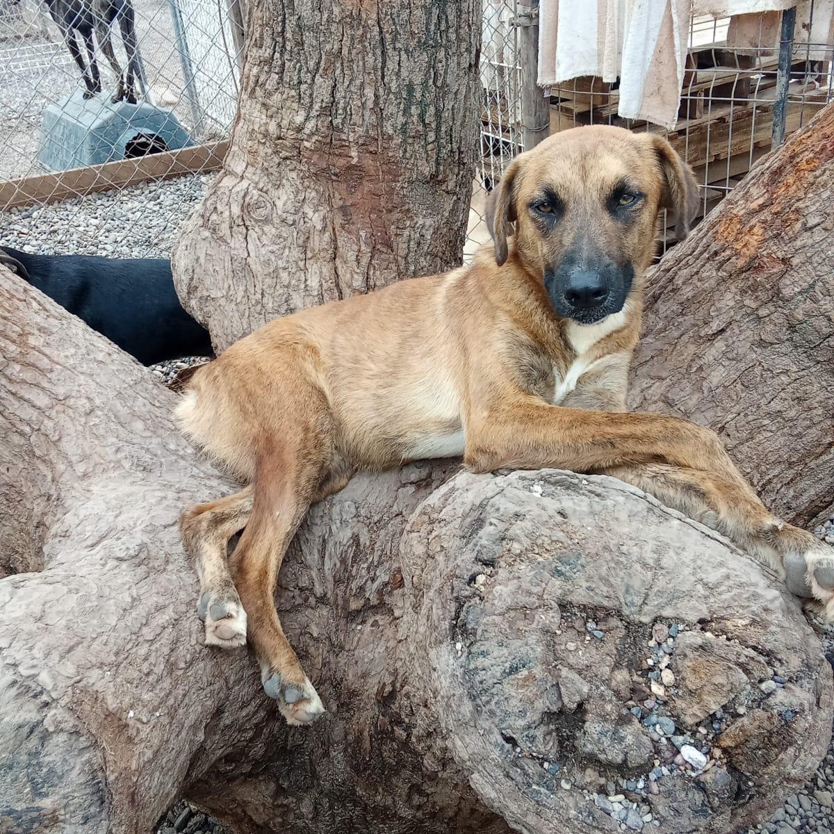 Spunky