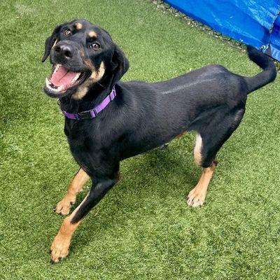 Sunbeam, a Adoptable Mixed Breed in Brooklyn, NY image 6/6