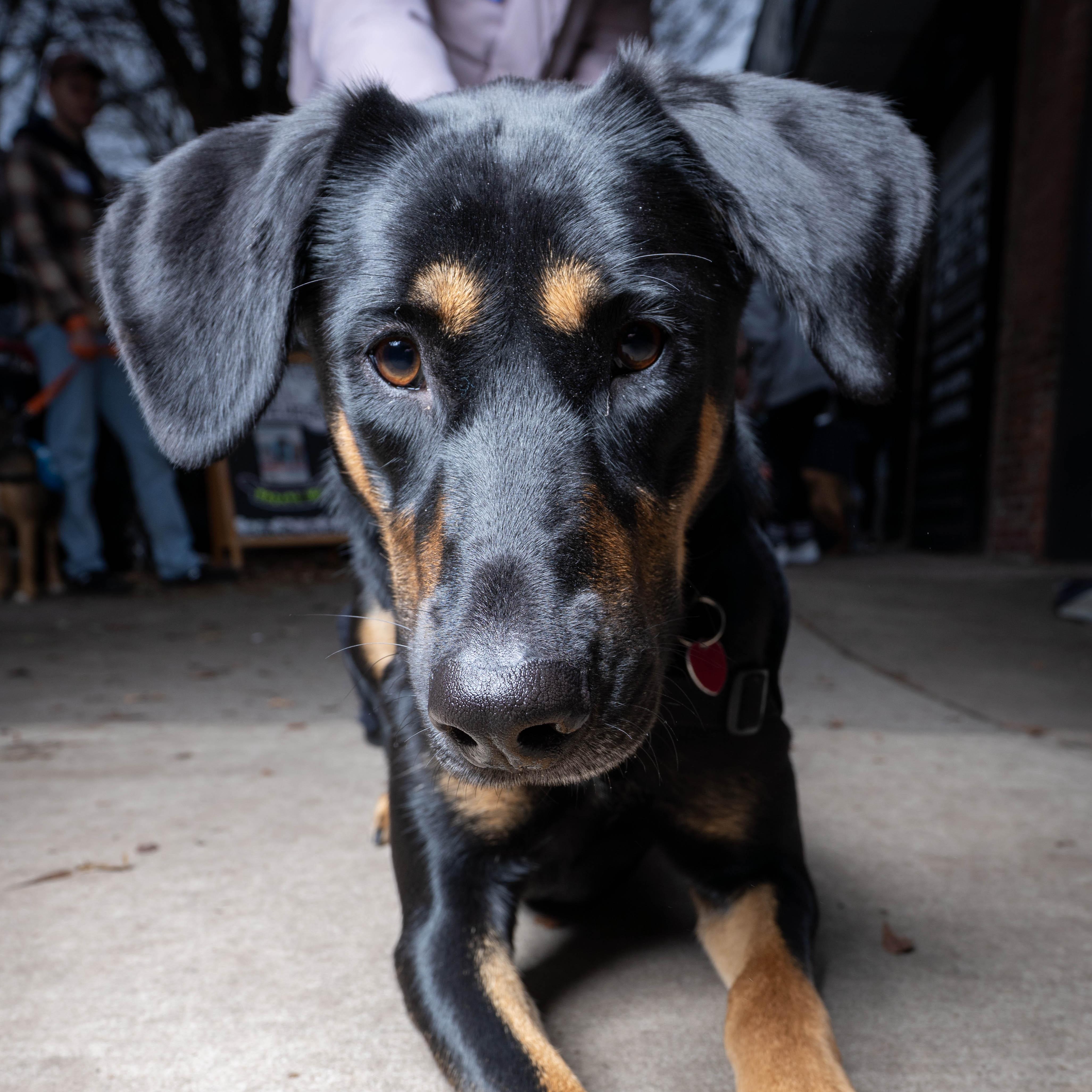 Sunbeam, Adoptable, Young Female Mixed Breed.