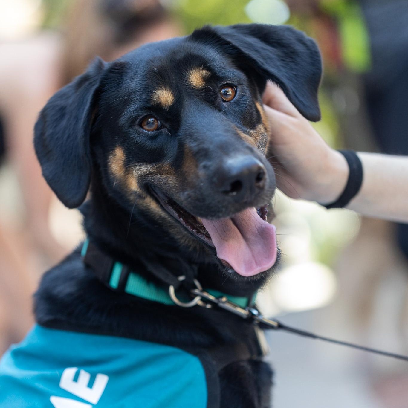 Sunbeam, a Adoptable Mixed Breed in Brooklyn, NY image 1/6
