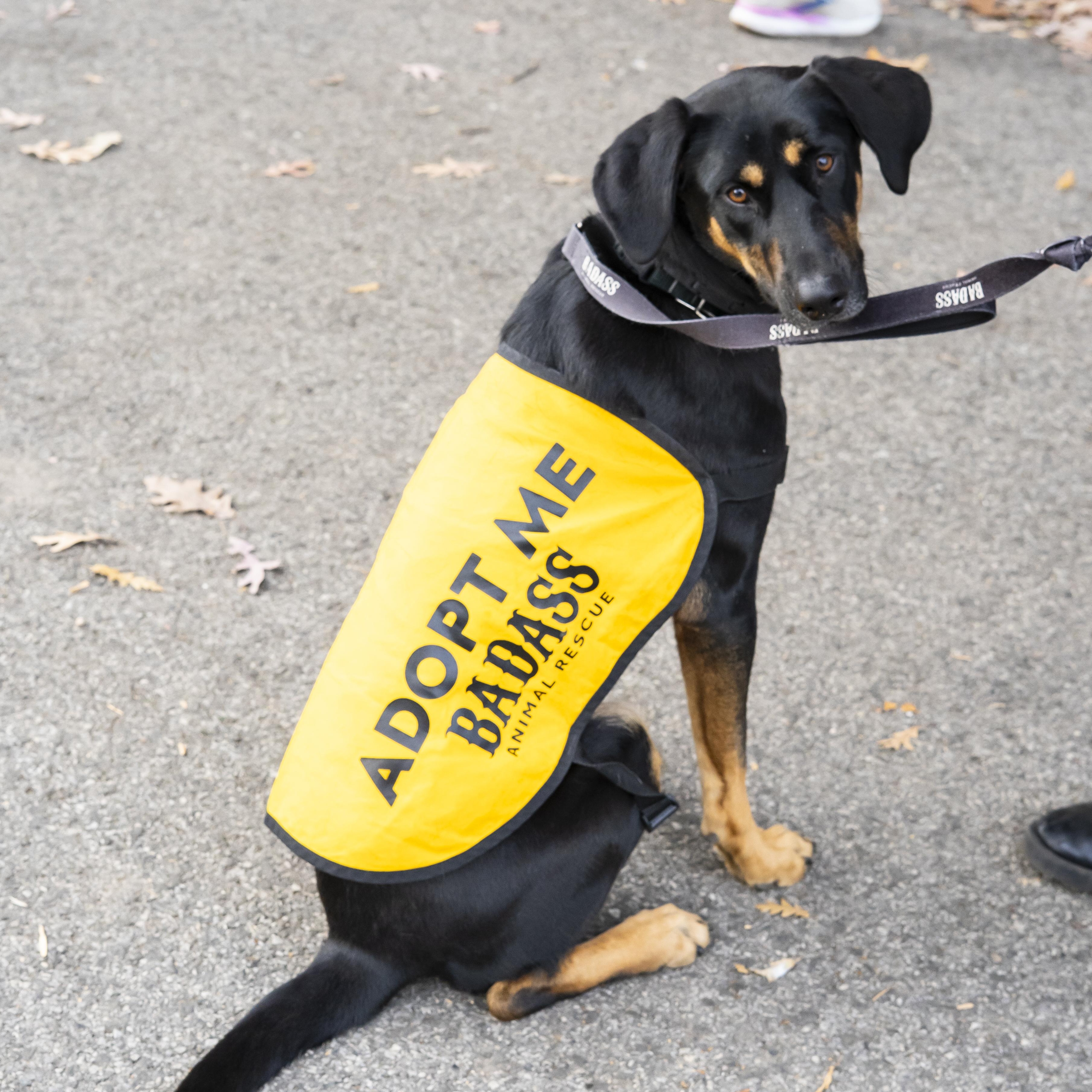 Sunbeam, a Adoptable Mixed Breed in Brooklyn, NY image 4/6