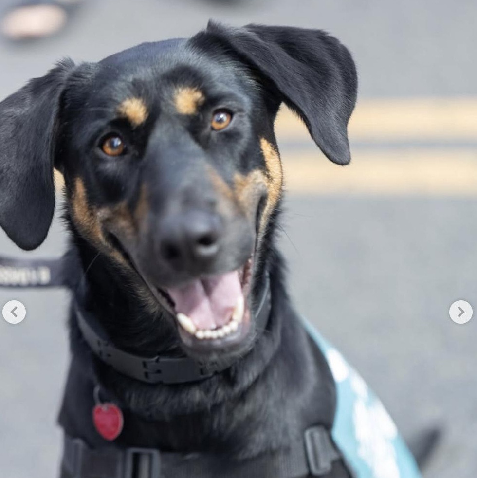 Sunbeam, a Adoptable Mixed Breed in Brooklyn, NY image 2/6