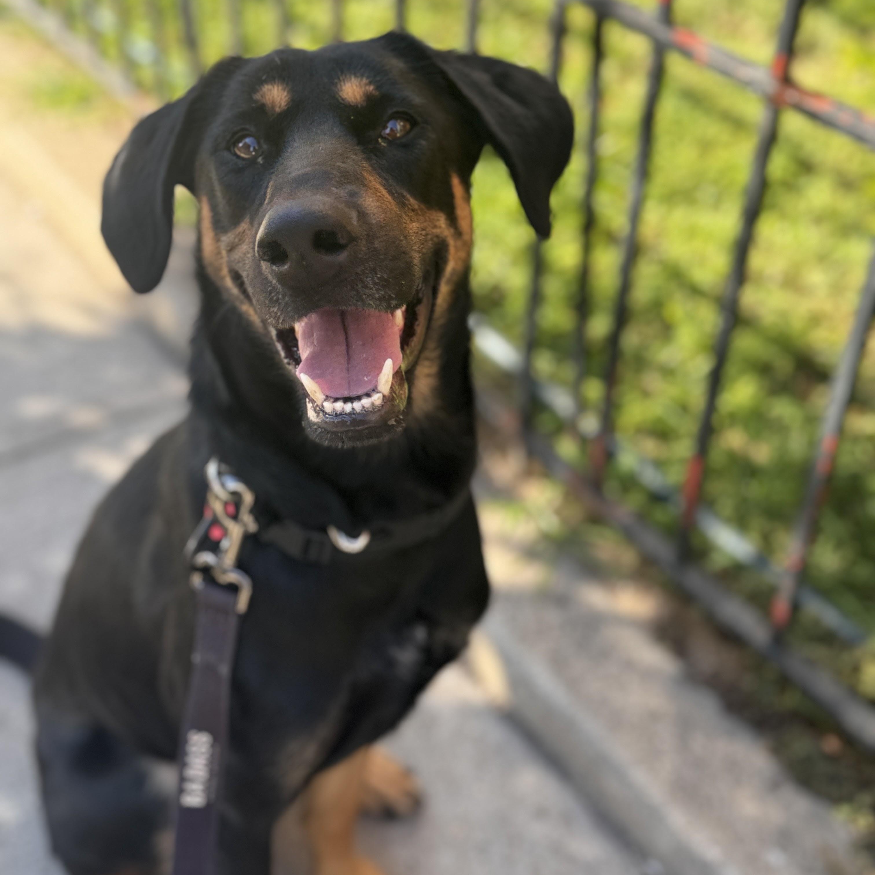 Sunbeam, a Adoptable Mixed Breed in Brooklyn, NY image 5/6