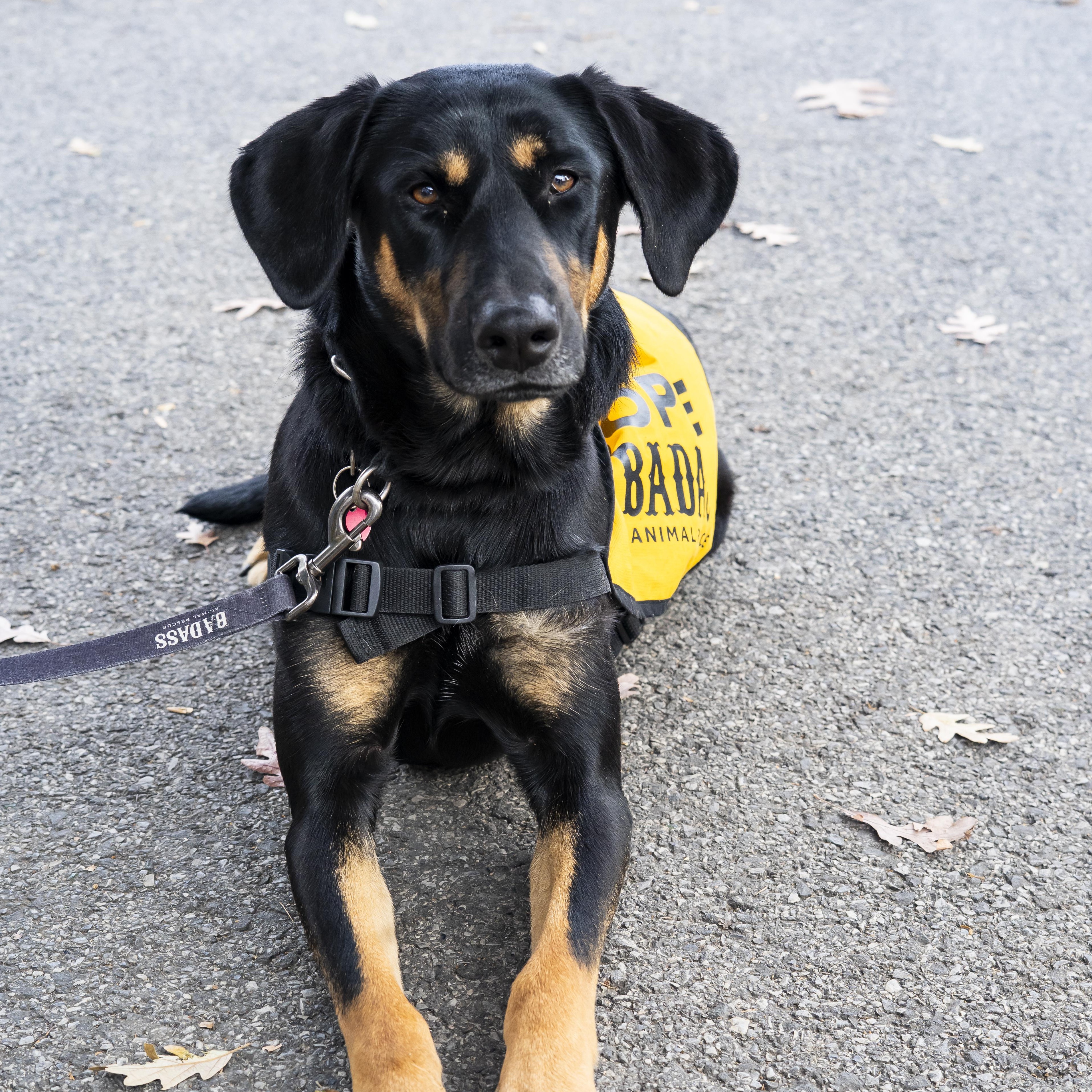 Sunbeam, a Adoptable Mixed Breed in Brooklyn, NY image 3/6