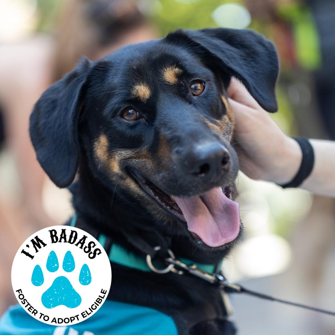 Sunbeam, Adoptable, Young Female Mixed Breed.