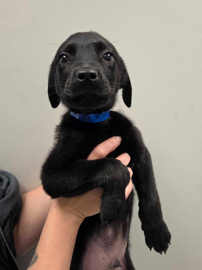 Enlarge Corn Dog, a Adoptable mixed breed in Chillicothe, OH image 1/1